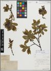 Foto von Salix silesiaca Willd.